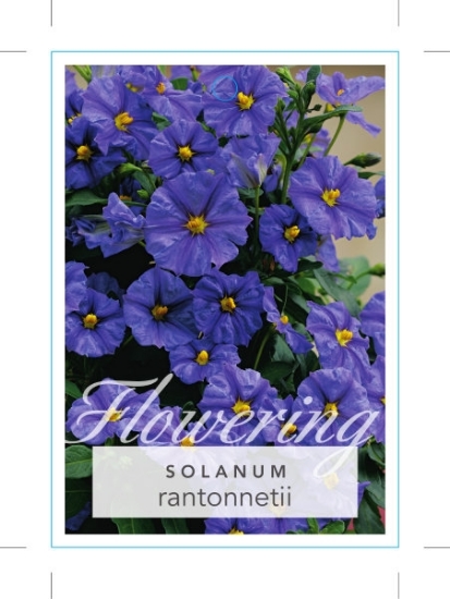 Picture of SOLANUM RANTONNETII BLUE POTATO BUSH                                                                                                                  