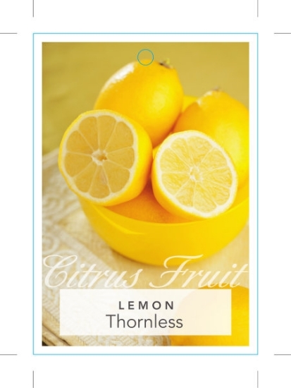 Picture of FRUIT CITRUS LEMON THORNLESS                                                                                                                          