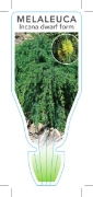 Picture of MELALEUCA INCANA DWARF FORM GREY HONEY MYRTLE                                                                                                         