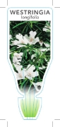 Picture of WESTRINGIA LONGIFOLIA                                                                                                                                 