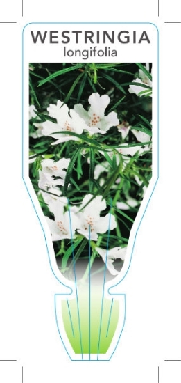 Picture of WESTRINGIA LONGIFOLIA                                                                                                                                 