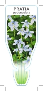 Picture of PRATIA PEDUNCULATA                                                                                                                                    
