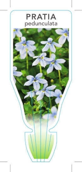 Picture of PRATIA PEDUNCULATA                                                                                                                                    