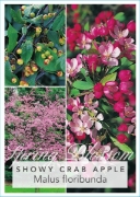 Picture of MALUS FLORIBUNDA SHOWY CRAB APPLE Jumbo Tag                                                                                                           