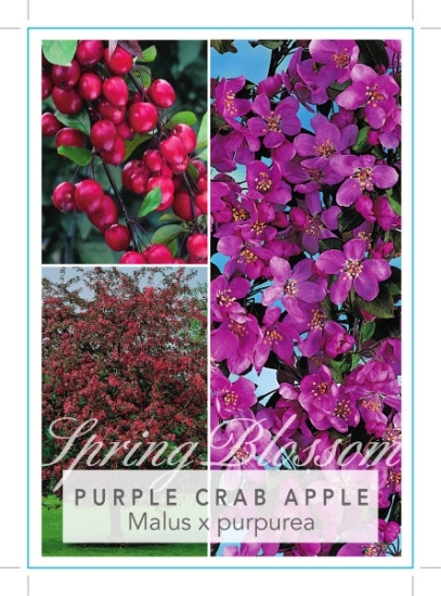 Picture of MALUS PURPUREA PURPLE CRAB APPLE Jumbo Tag                                                                                                            