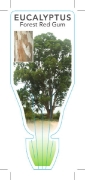 Picture of EUCALYPTUS TERETICORNIS FOREST RED GUM                                                                                                                