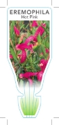 Picture of EREMOPHILA MACULATA HOT PINK                                                                                                                          