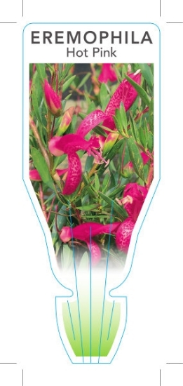 Picture of EREMOPHILA MACULATA HOT PINK                                                                                                                          