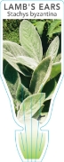 Picture of STACHYS BYZANTINA LAMBS EAR OR TONGUE                                                                                                                 