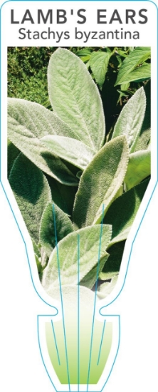 Picture of STACHYS BYZANTINA LAMBS EAR OR TONGUE                                                                                                                 