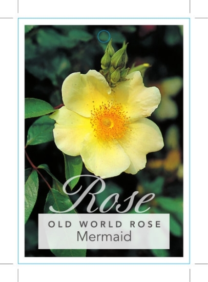 Picture of ROSE MERMAID (OW)                                                                                                                                     
