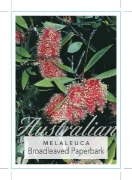 Picture of MELALEUCA VIRIDIFLORA RED FLOWERING FORM                                                                                                              