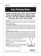 Picture of ROSE PROFESSOR SIEBER (FL)                                                                                                                            