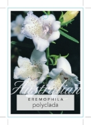 Picture of EREMOPHILA POLYCLADA                                                                                                                                  
