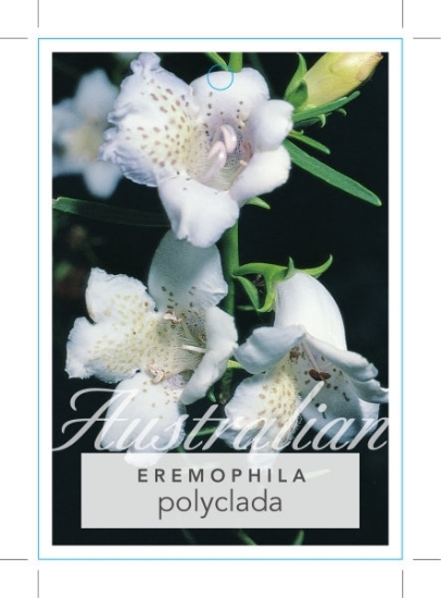 Picture of EREMOPHILA POLYCLADA                                                                                                                                  