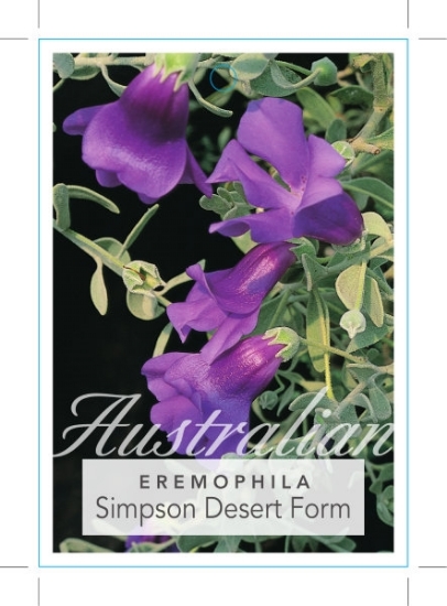 Picture of EREMOPHILA MACDONNELLII                                                                                                                               