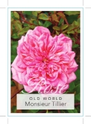 Picture of ROSE MONSIEUR TILLIER (OW)                                                                                                                            