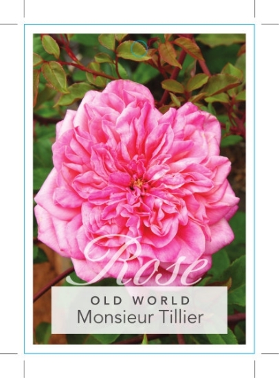 Picture of ROSE MONSIEUR TILLIER (OW)                                                                                                                            