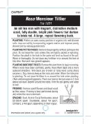Picture of ROSE MONSIEUR TILLIER (OW)                                                                                                                            