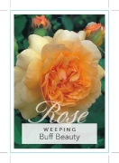 Picture of ROSE BUFF BEAUTY (WEEPING)                                                                                                                            