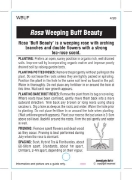 Picture of ROSE BUFF BEAUTY (WEEPING)                                                                                                                            