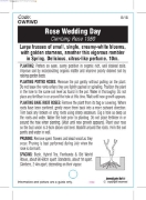 Picture of ROSE WEDDING DAY CLIMBING (OW)                                                                                                                        