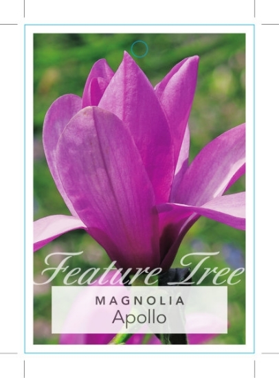 Picture of MAGNOLIA APOLLO                                                                                                                                       