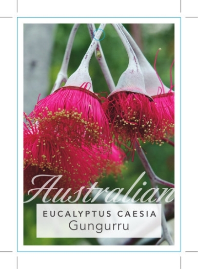 Picture of EUCALYPTUS CAESIA GUNGURRU                                                                                                                            