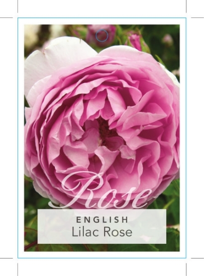 Picture of ROSE LILAC ROSE (English)                                                                                                                             