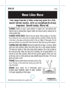 Picture of ROSE LILAC ROSE (English)                                                                                                                             