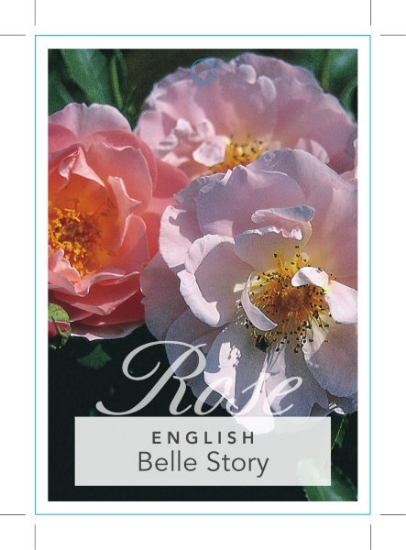 Picture of ROSE BELLE STORY (English)                                                                                                                            