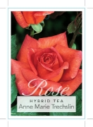 Picture of ROSE ANNE MARIE TRECHSLIN (HT)                                                                                                                        