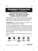 Picture of RHODODENDRON PRINCESS ALICE                                                                                                                           