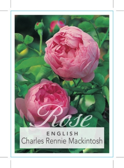 Picture of ROSE CHARLES RENNIE MACKINTOSH (English)                                                                                                              