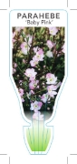 Picture of PARAHEBE CATARRACTAE BABY PINK                                                                                                                        
