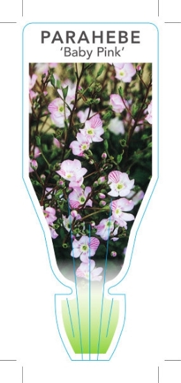 Picture of PARAHEBE CATARRACTAE BABY PINK                                                                                                                        