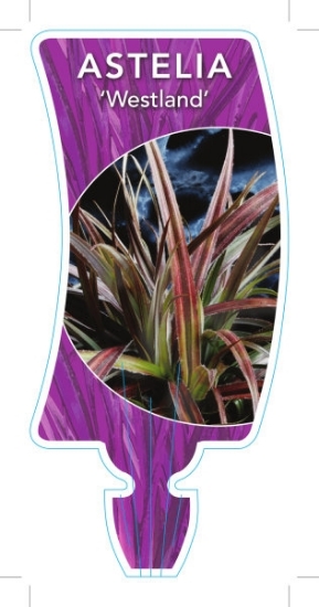 Picture of ASTELIA NERVOSA WESTLAND                                                                                                                              