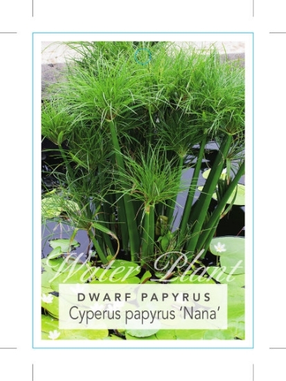 Picture of CYPERUS PAPYRUS DWARF                                                                                                                                 