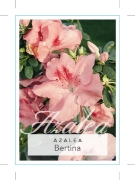 Picture of AZALEA BERTINA                                                                                                                                        