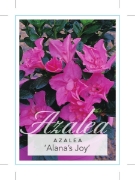 Picture of AZALEA ALANAS JOY                                                                                                                                     