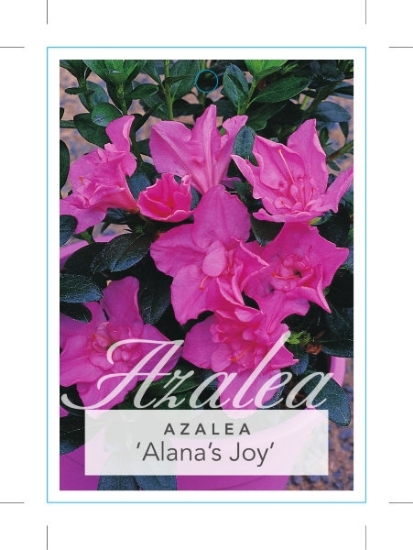Picture of AZALEA ALANAS JOY                                                                                                                                     