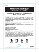 Picture of MAGNOLIA ROYAL CROWN Jumbo Tag                                                                                                                        