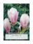 Picture of MAGNOLIA SOULANGEANA (UNNAMED VARIETY) Jumbo Tag                                                                                                      