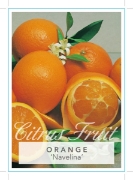 Picture of FRUIT CITRUS ORANGE NAVELINA Jumbo Tag                                                                                                                
