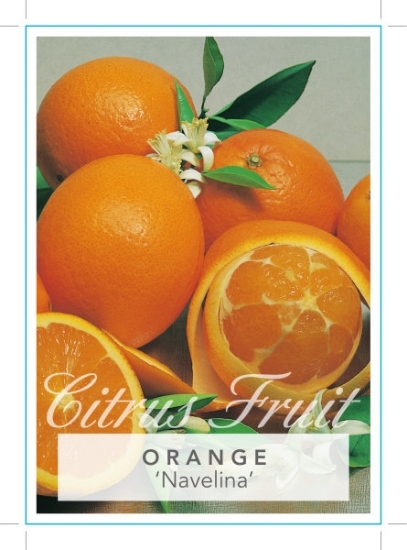 Picture of FRUIT CITRUS ORANGE NAVELINA Jumbo Tag                                                                                                                