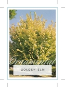Picture of ULMUS GLABRA LUTESCENS GOLDEN ELM                                                                                                                     