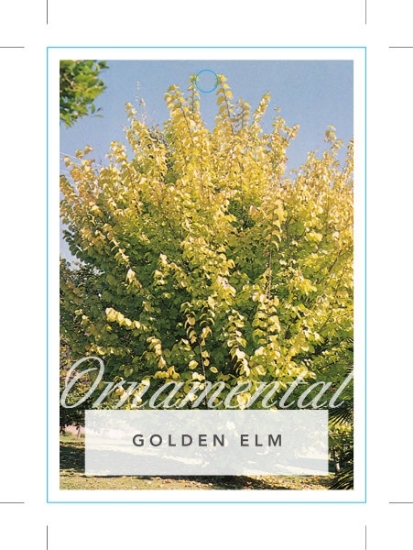 Picture of ULMUS GLABRA LUTESCENS GOLDEN ELM                                                                                                                     