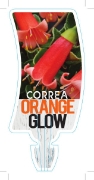 Picture of CORREA PULCHELLA ORANGE GLOW                                                                                                                          
