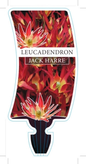Picture of LEUCADENDRON JACK HARRE                                                                                                                               