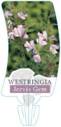 Picture of WESTRINGIA JERVIS GEM                                                                                                                                 